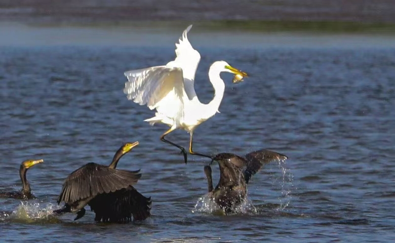 江河味道之白鷺